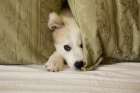 Great Pyrenees puppy hiding behind fabric Art Print